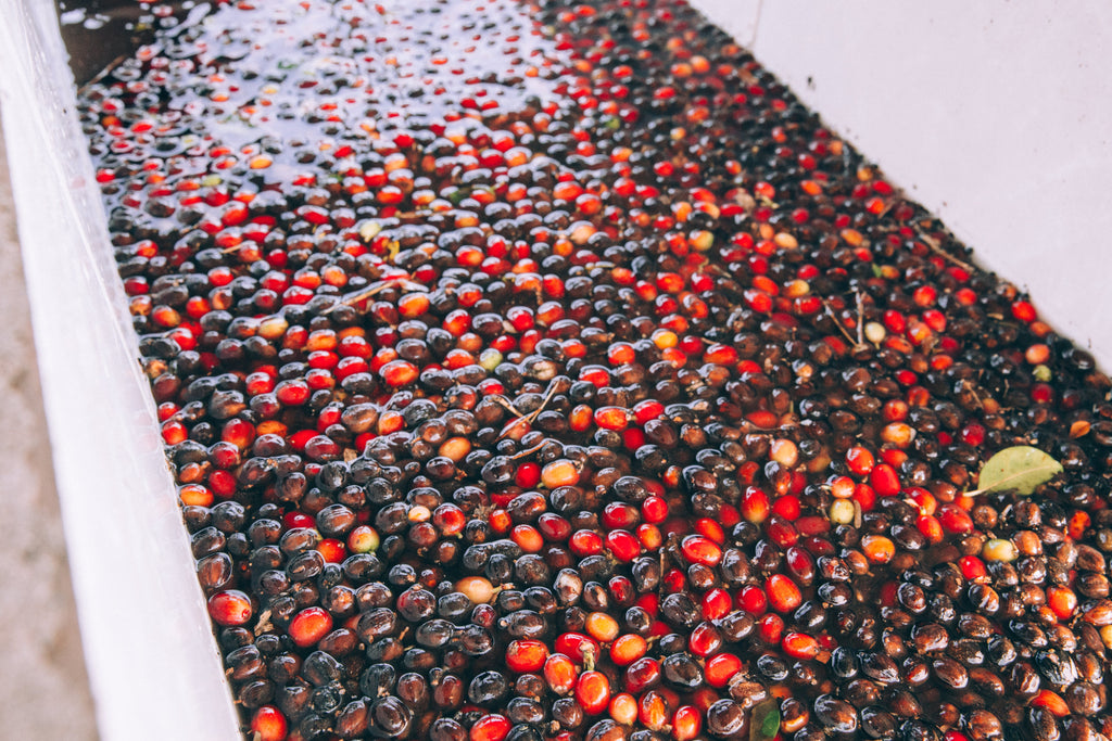 Coffee from Ethiopia is known for its bright fruited and floral flavors. This coffee typically has higher acidity, light to medium body, and complex flavor notes.